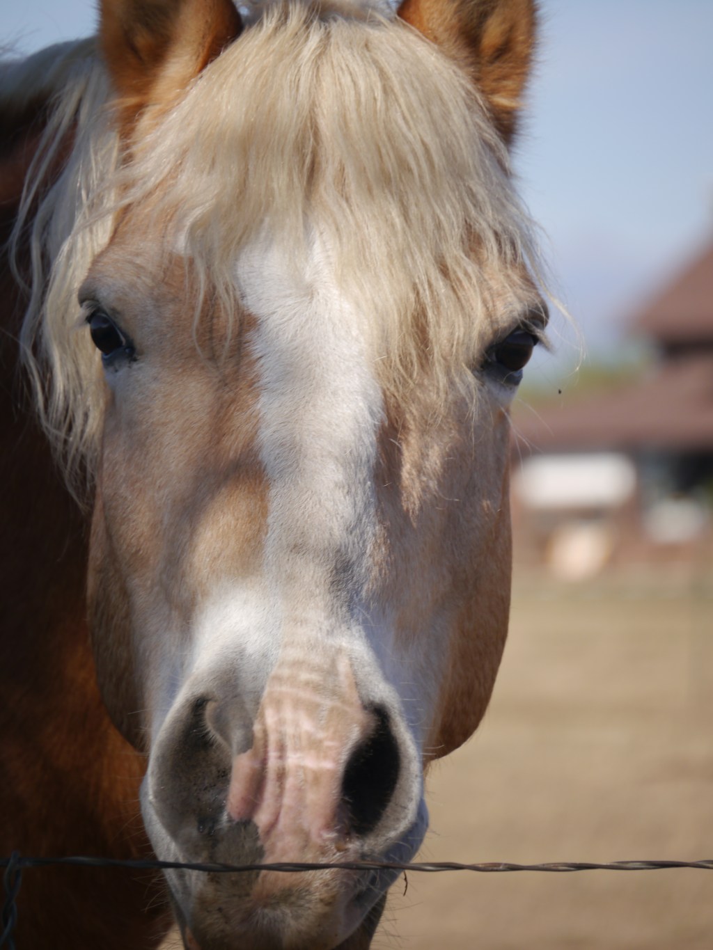 One Word Photo Challenge-Horse – Aug.&nbsp;6