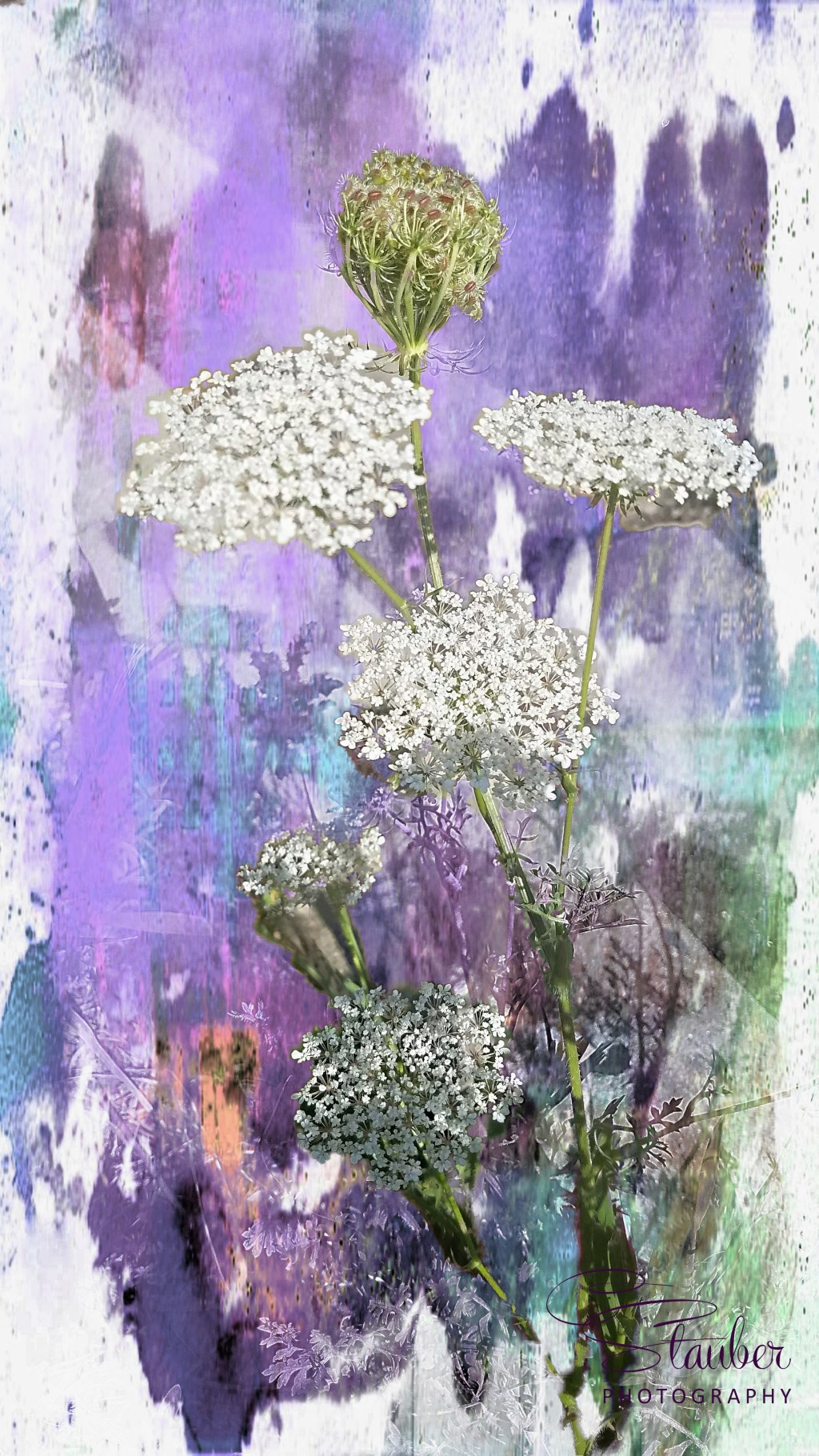 Flower of the Day – August 15, 2017 – Queen Anne’s&nbsp;Lace