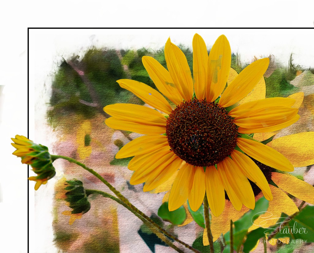 Flower of the Day – August 2, 2017&nbsp;-Sunflower