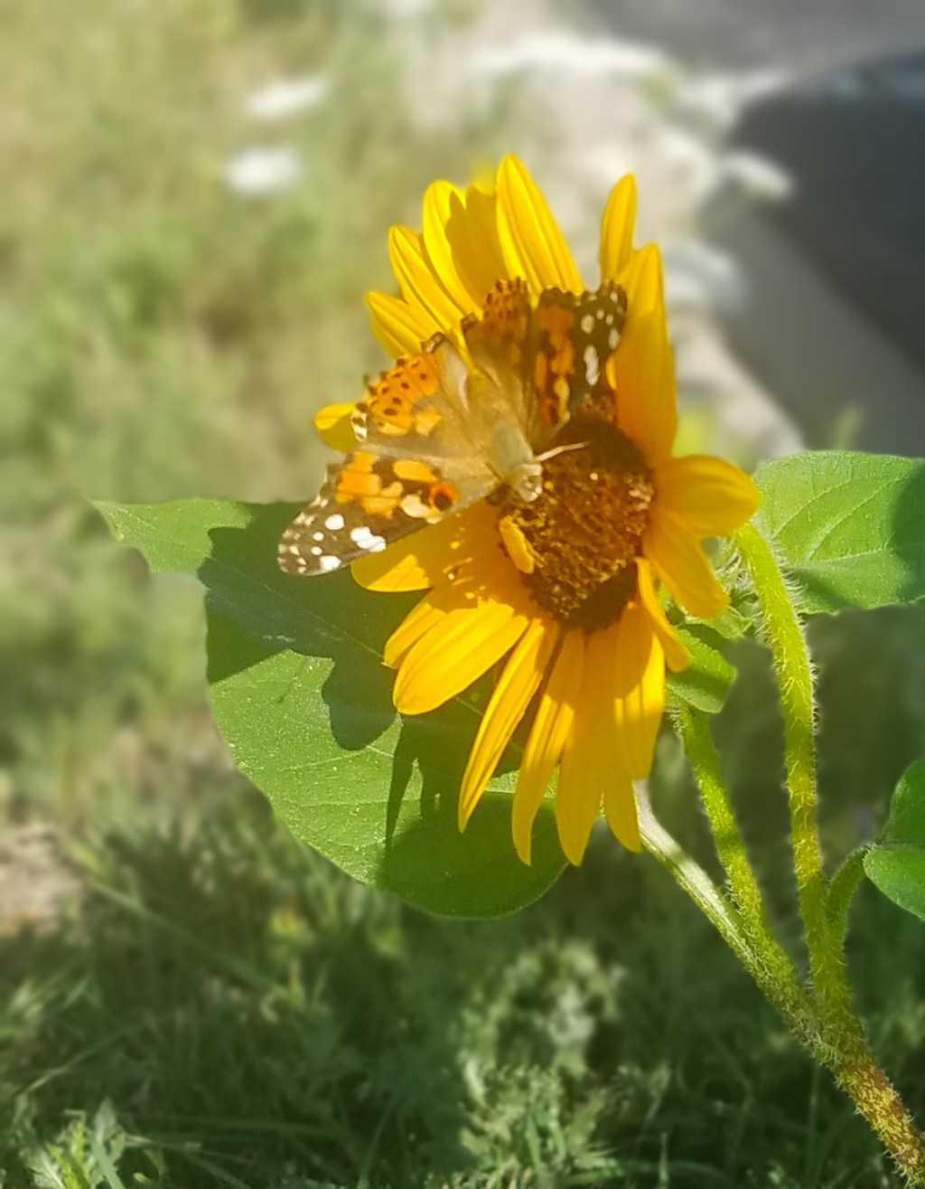 Flower of the Day – August 12, 2017 –Sunflower and a&nbsp;visitor