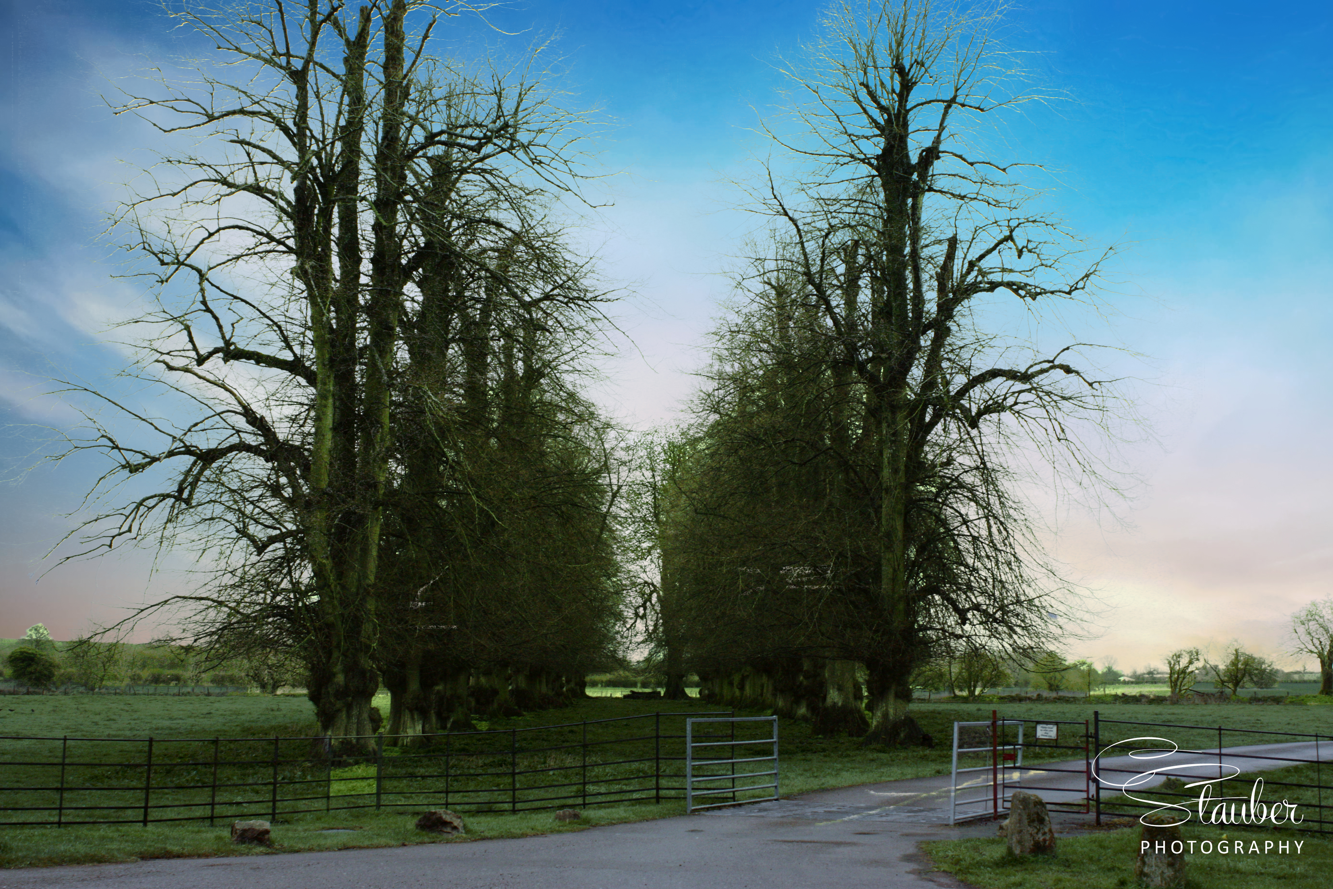 EnglishTreescape-IMG_2810