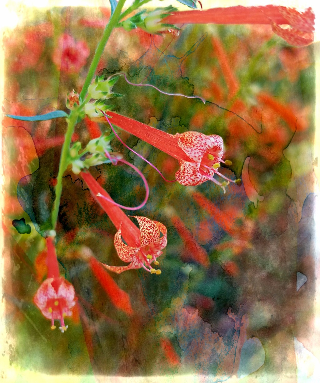 Flower of the Day – September 14,&nbsp;2017