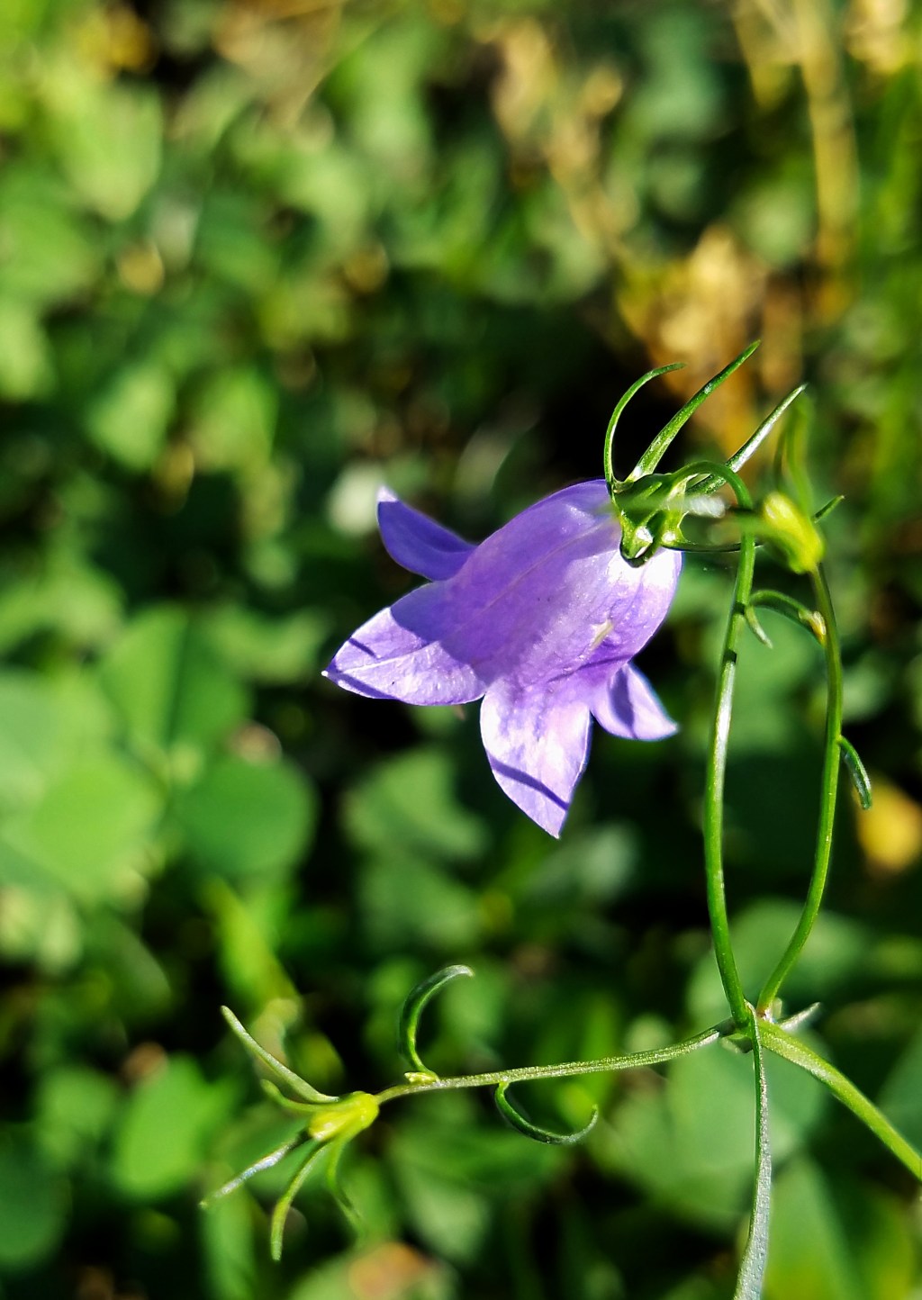 Flower of the Day – September 10,&nbsp;2017