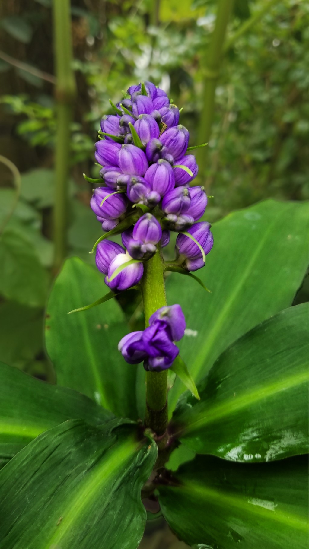Flower of the Day – September 26, 2017 – Blue Lupine&nbsp;Flowers
