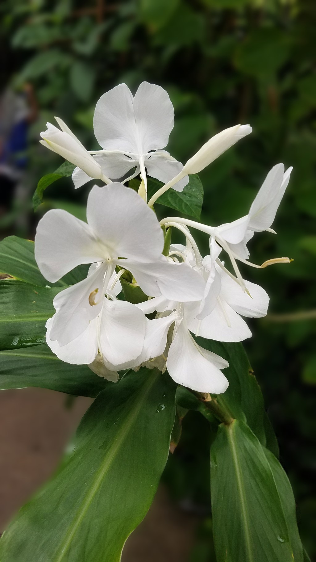 Flower of the Day – September 24, 2017 – White&nbsp;Ginger