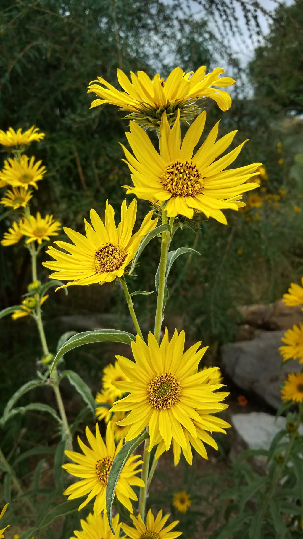 Flower of the Day – September 25, 2017 –&nbsp;Sunflower