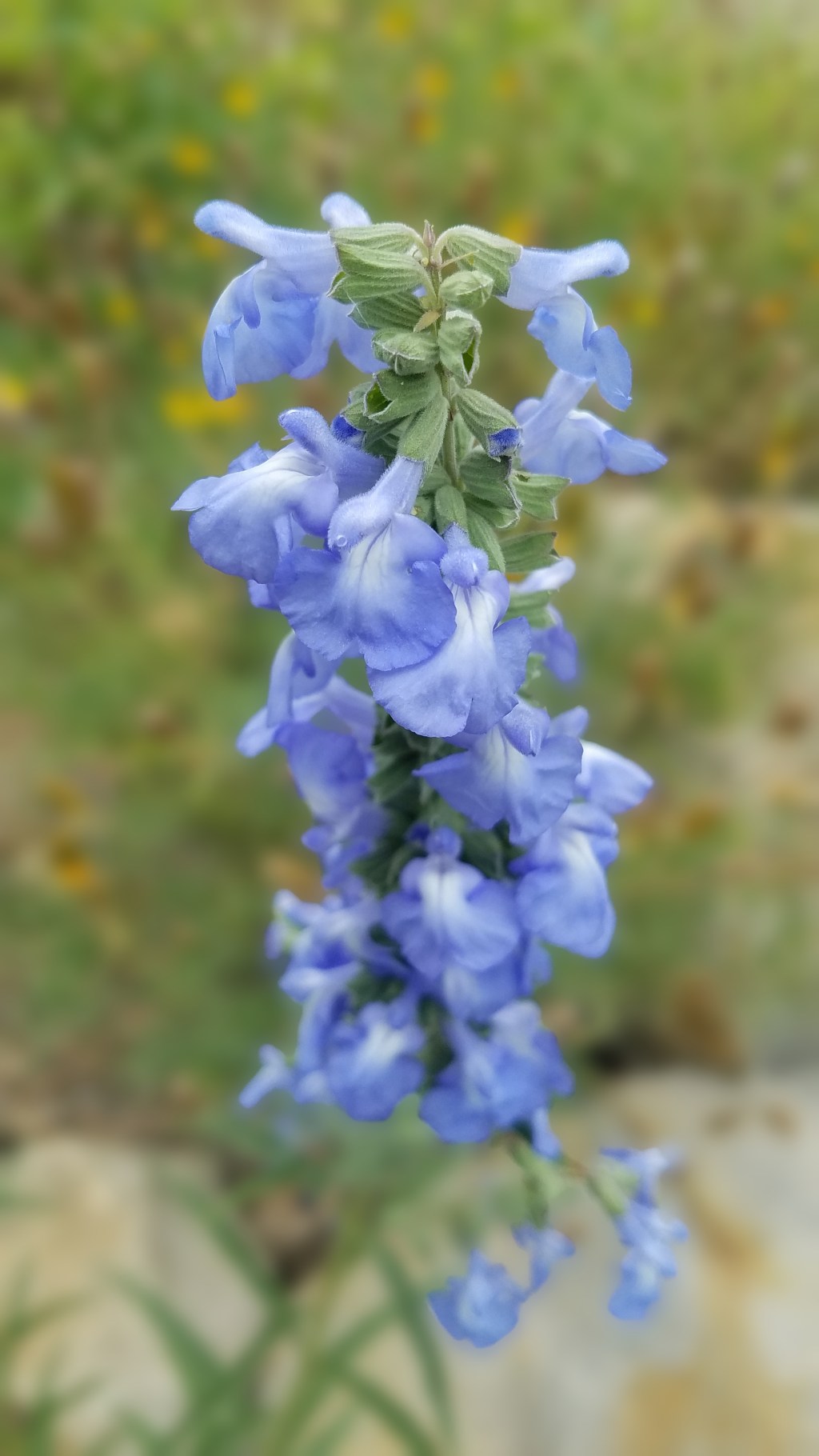 Flower of the Day – September 30, 2017-Butterfly&nbsp;Bush