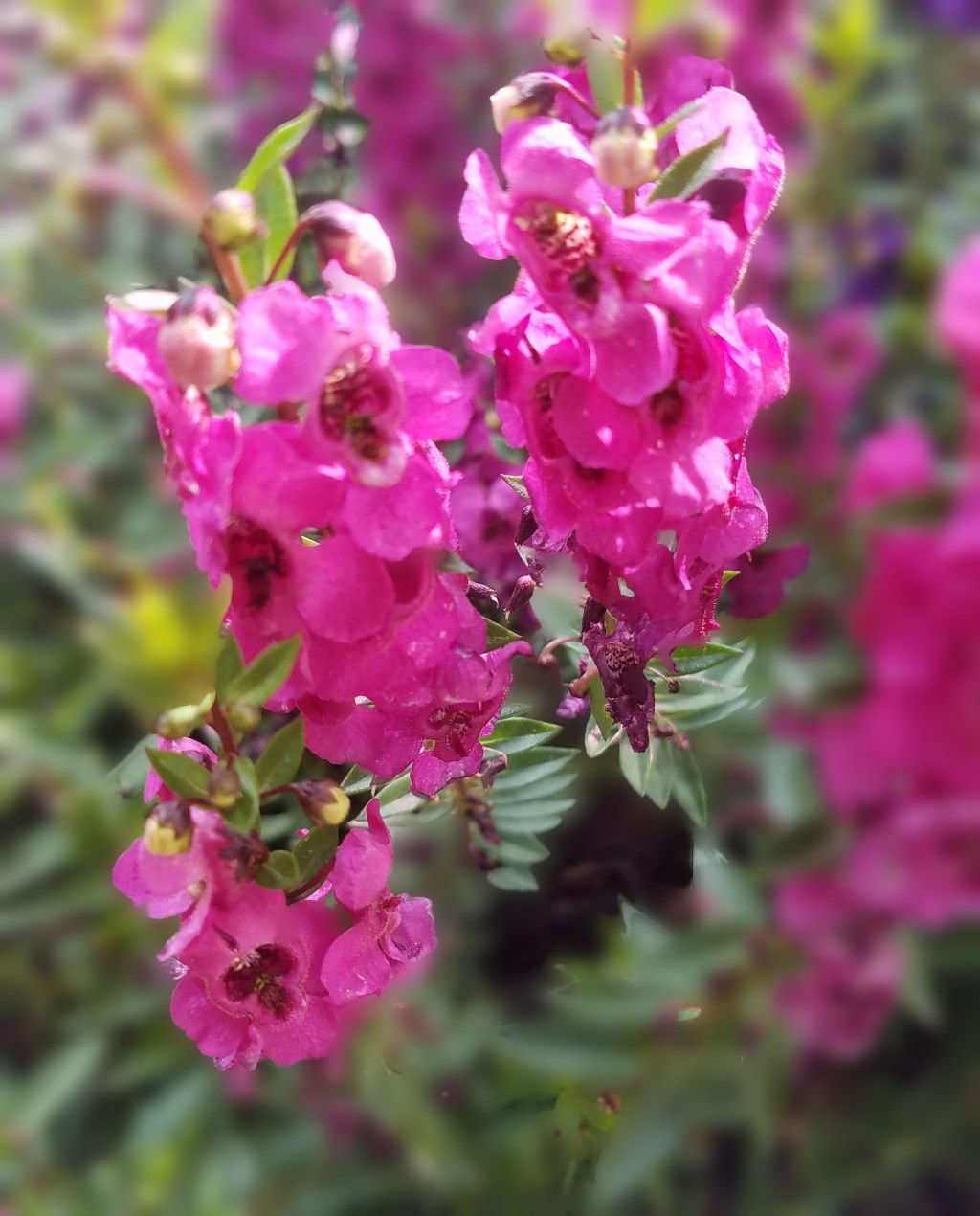 Flower of the Day – September 27, 2017 – Pink&nbsp;Flowers