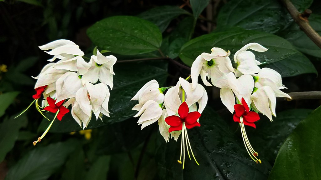 Flower of the Day – September 16,&nbsp;2017