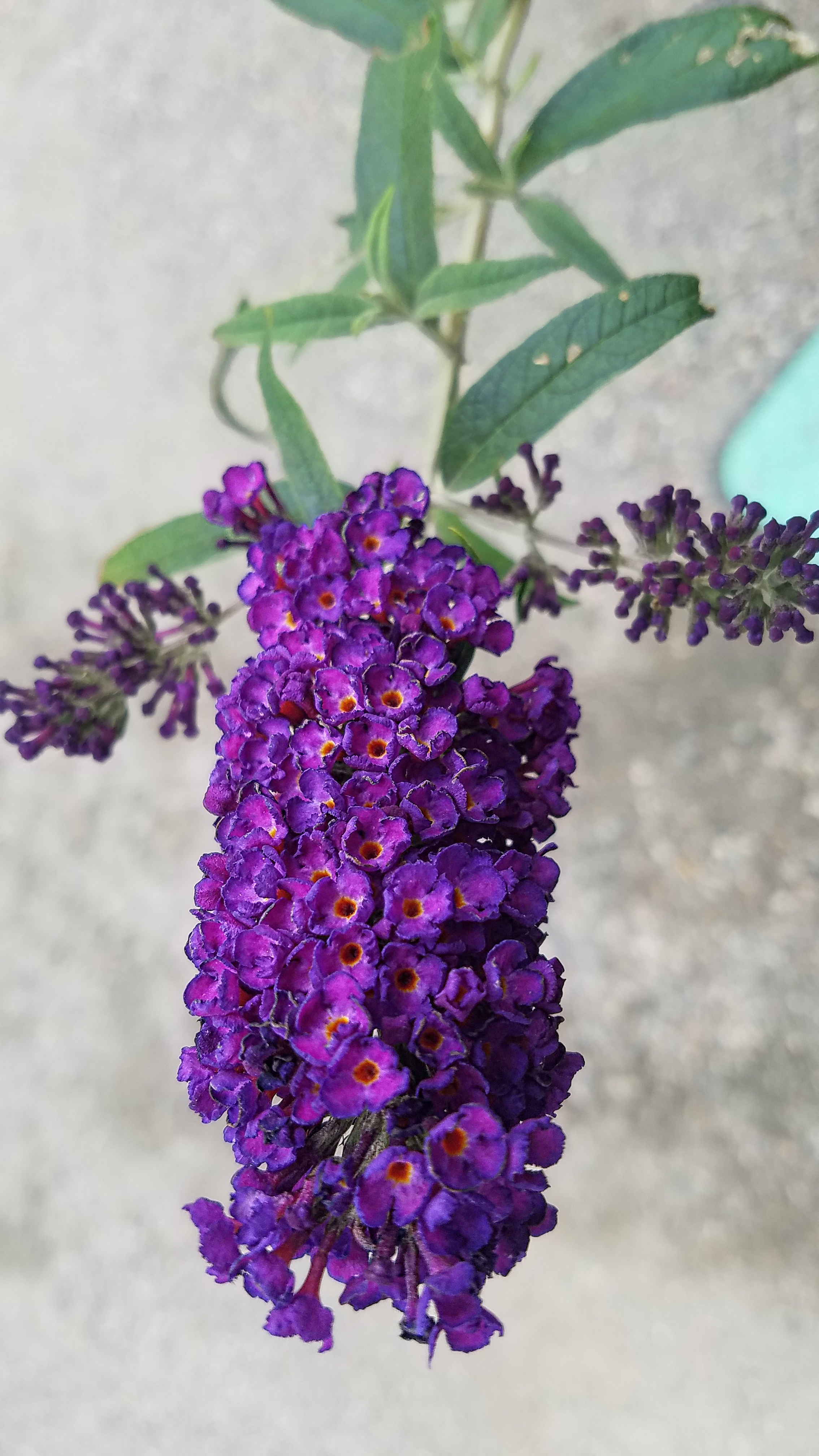 00-Butterflybush-purple-20170916_130456_A