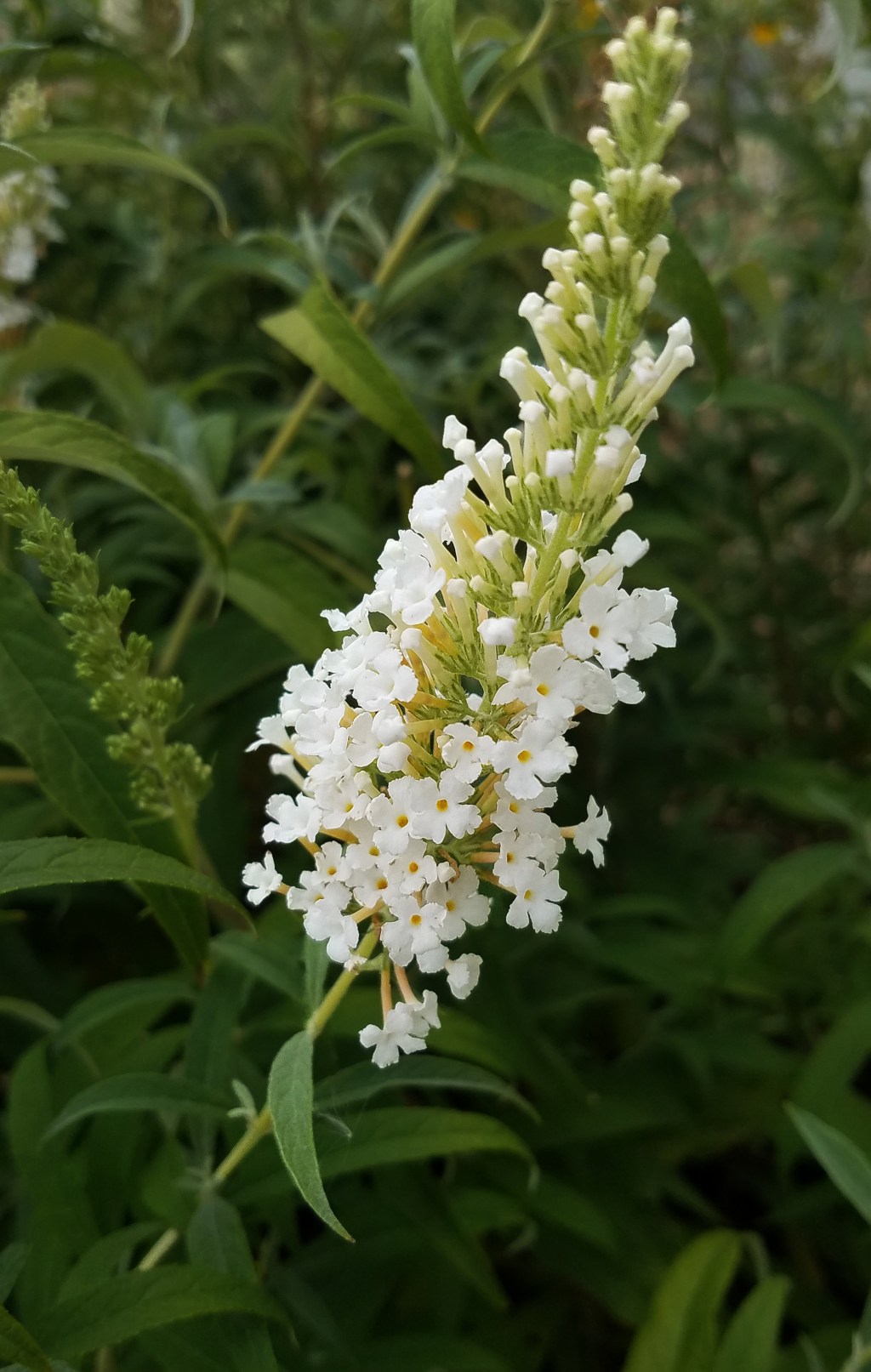 Flower of the Day – September 23, 2017 – Butterfly&nbsp;Bush