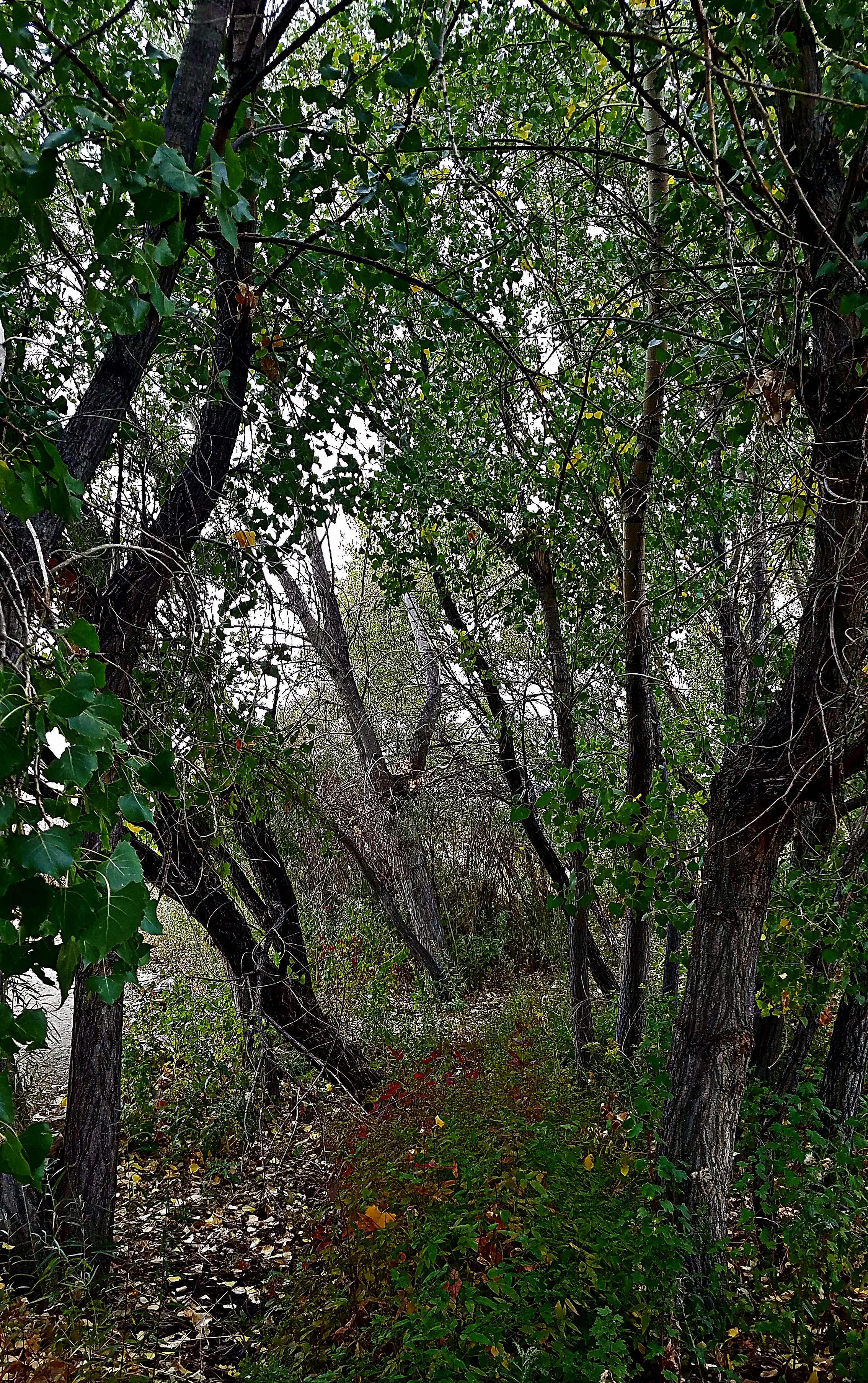 00-ButterflyPavilion-20170916_131628Ae