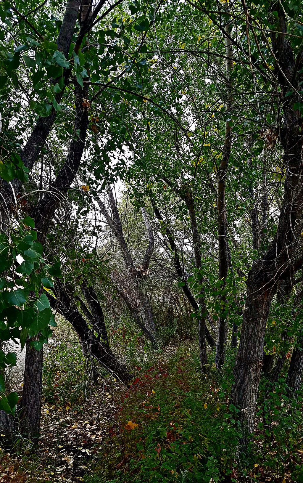 Sunday Trees –&nbsp;305