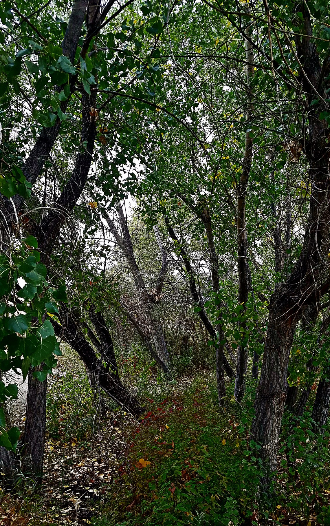 00-ButterflyPavilion-20170916_131628Ae