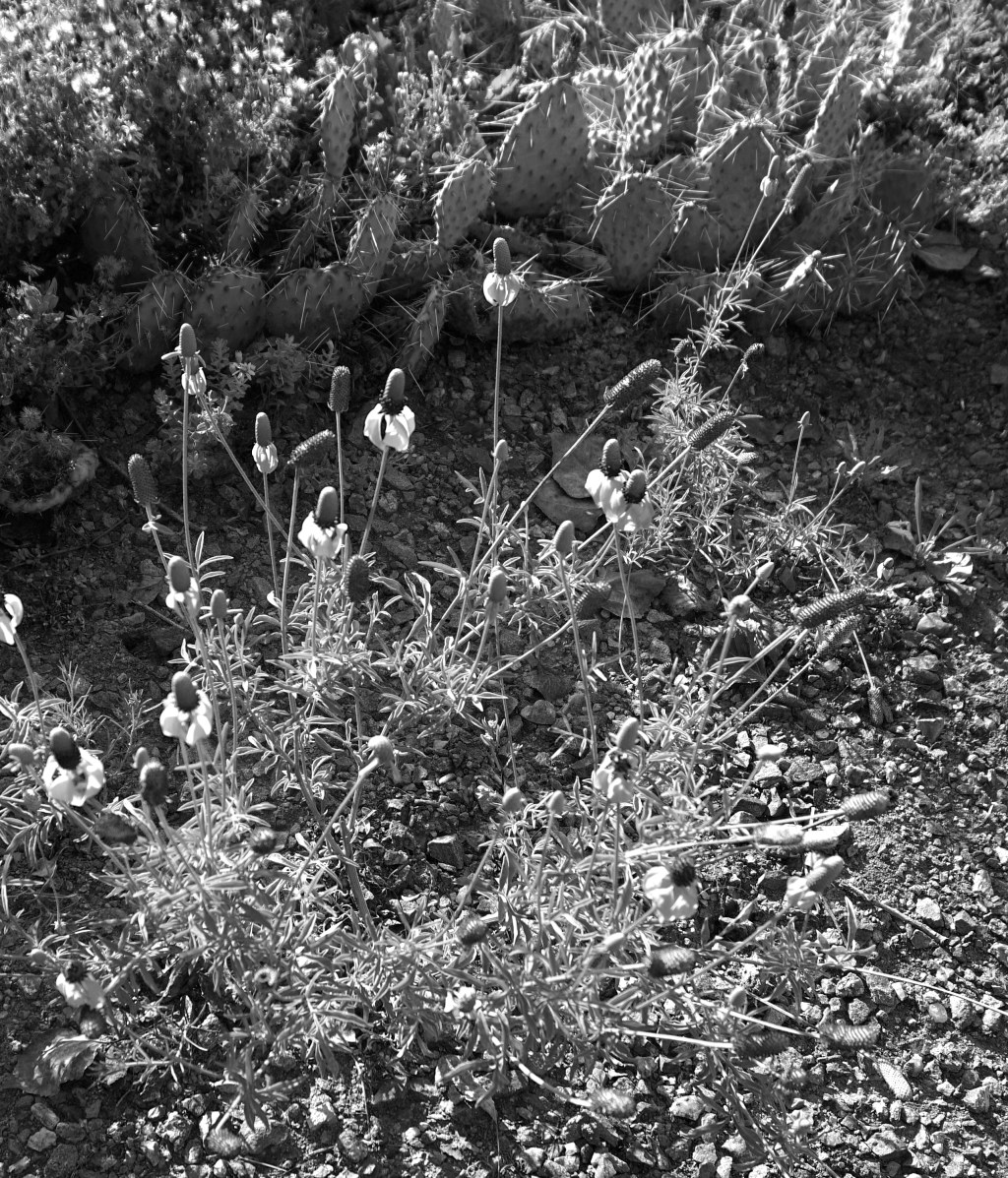 Colorado’s Arid Climate –&nbsp;Texture