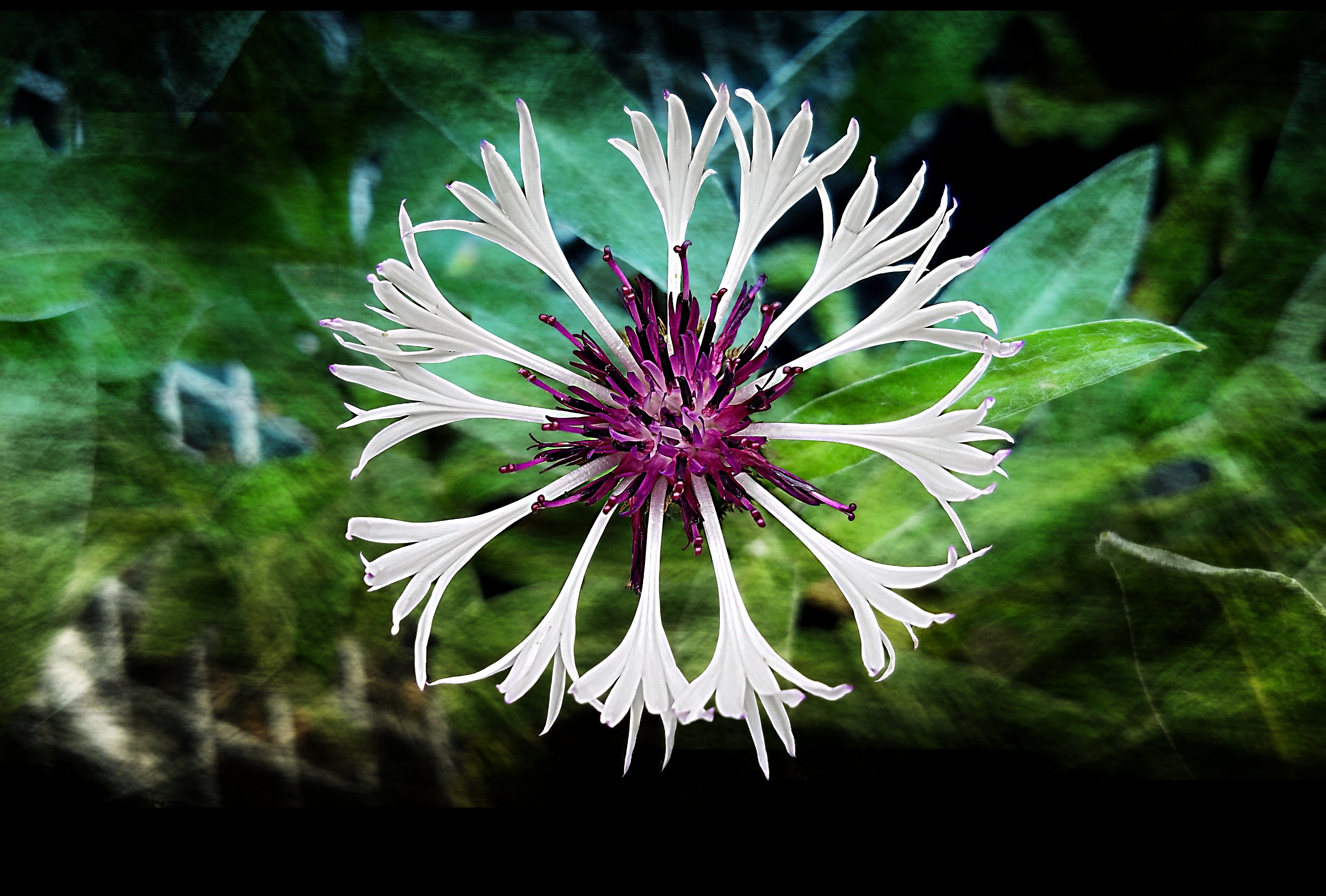 00-centaurea-amythystinsnow-20170529_143148_A