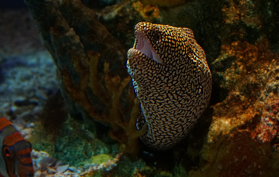 00-Eel-DSC00912_A