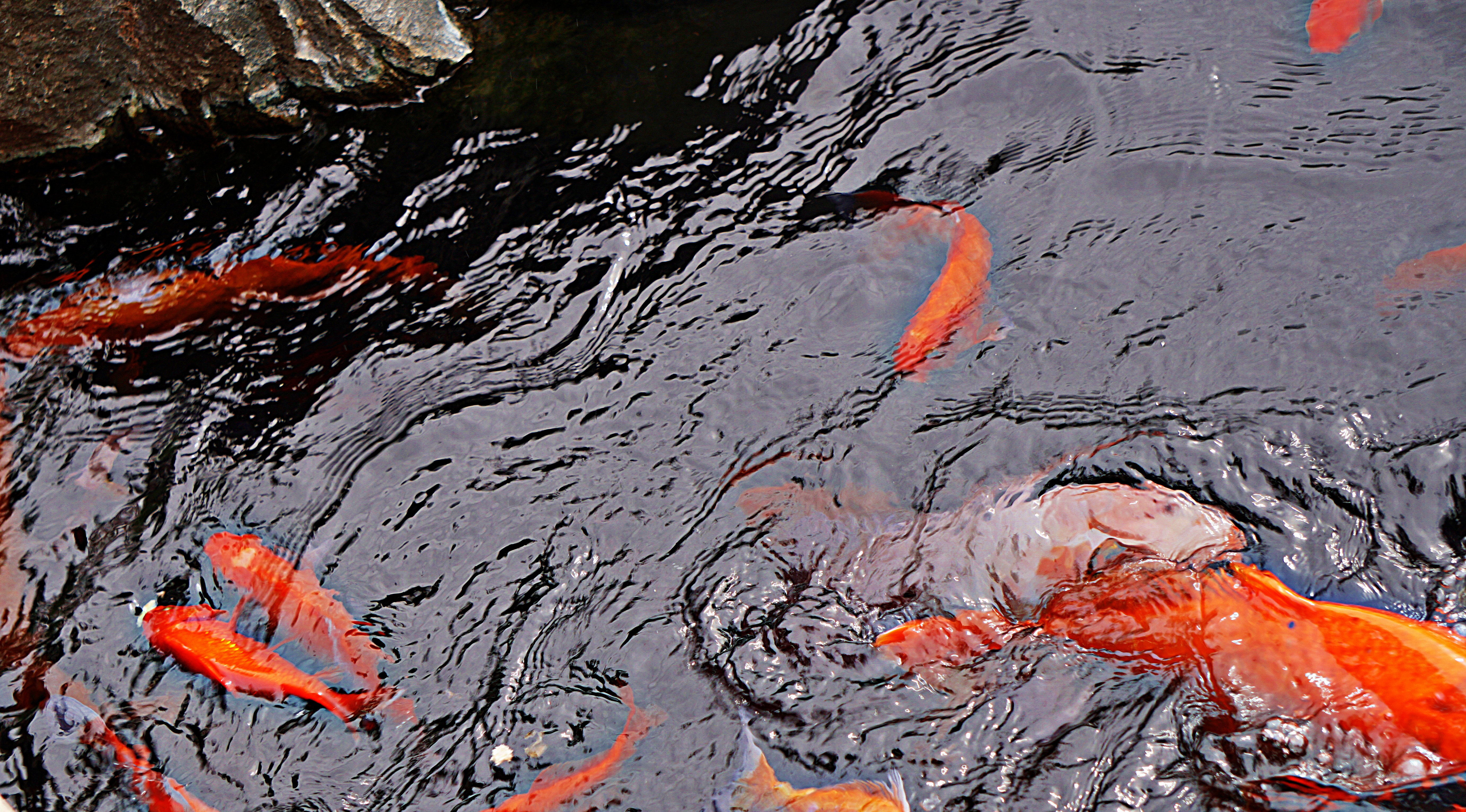 00-fish-DSC03247_A