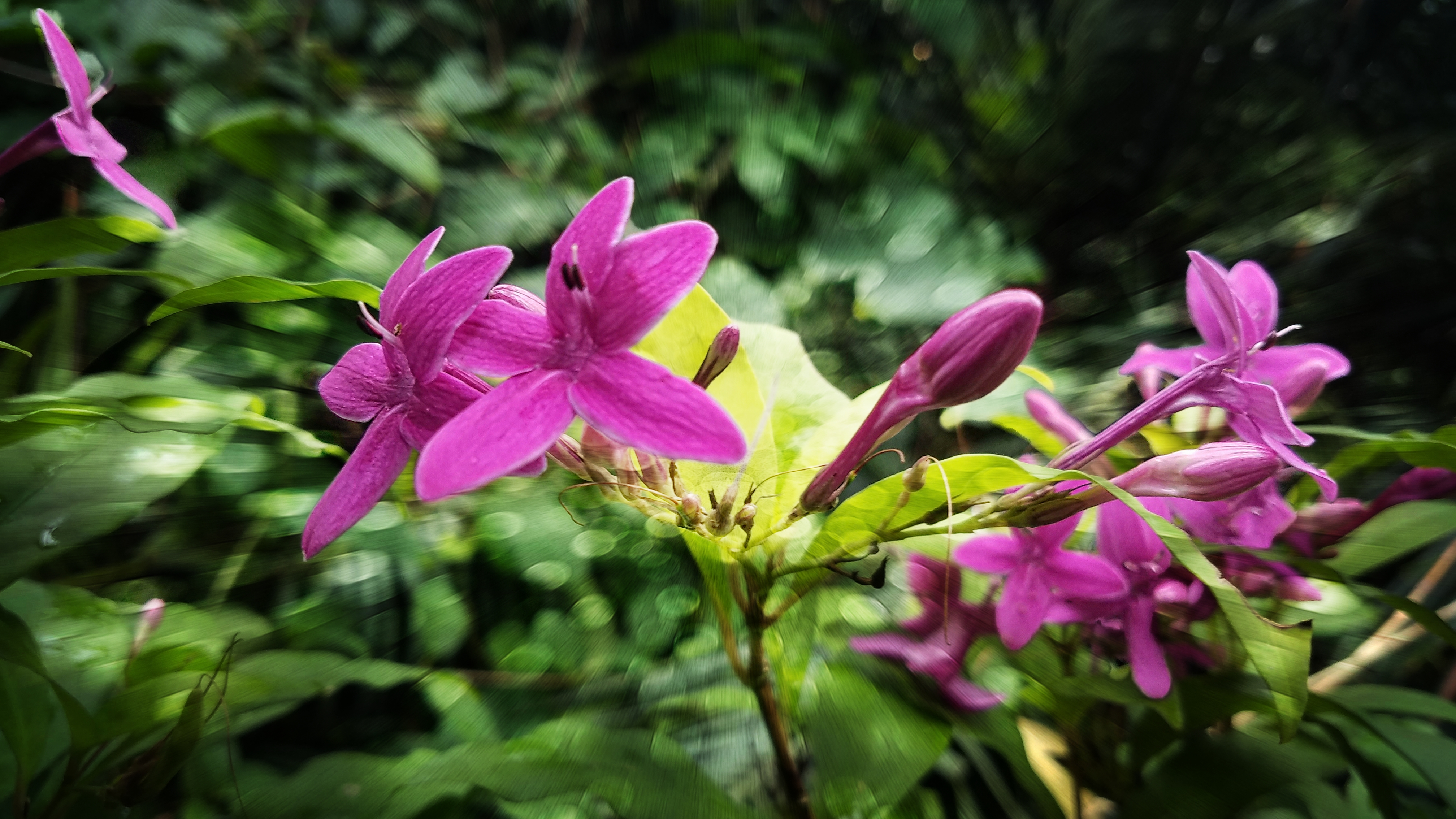 00-MexicanPlumeria-01-20170916_124801_A