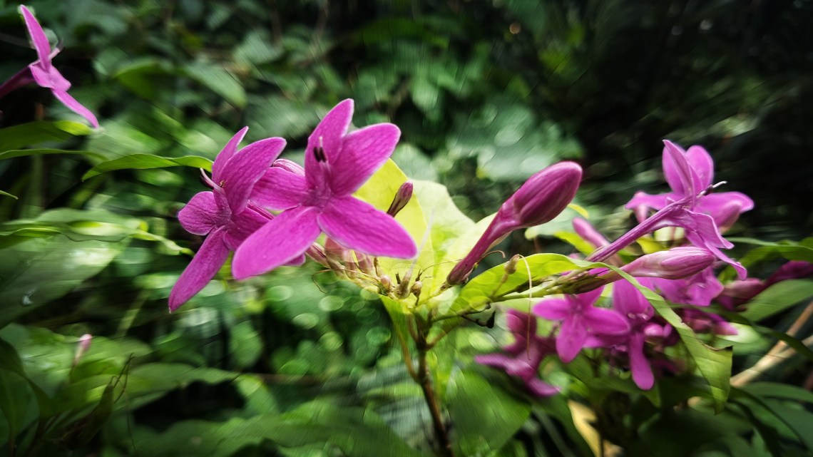 00-MexicanPlumeria-01-20170916_124801_A