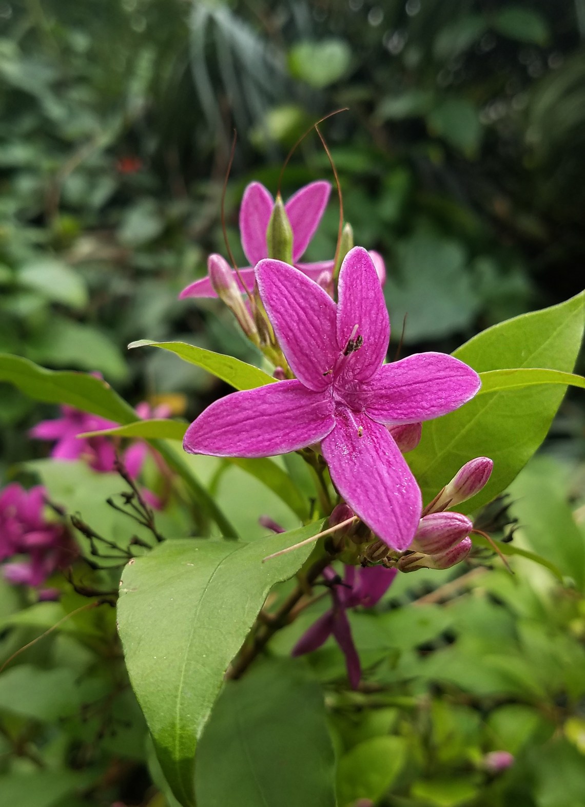 00-MexicanPlumeria-20170916_124744_A