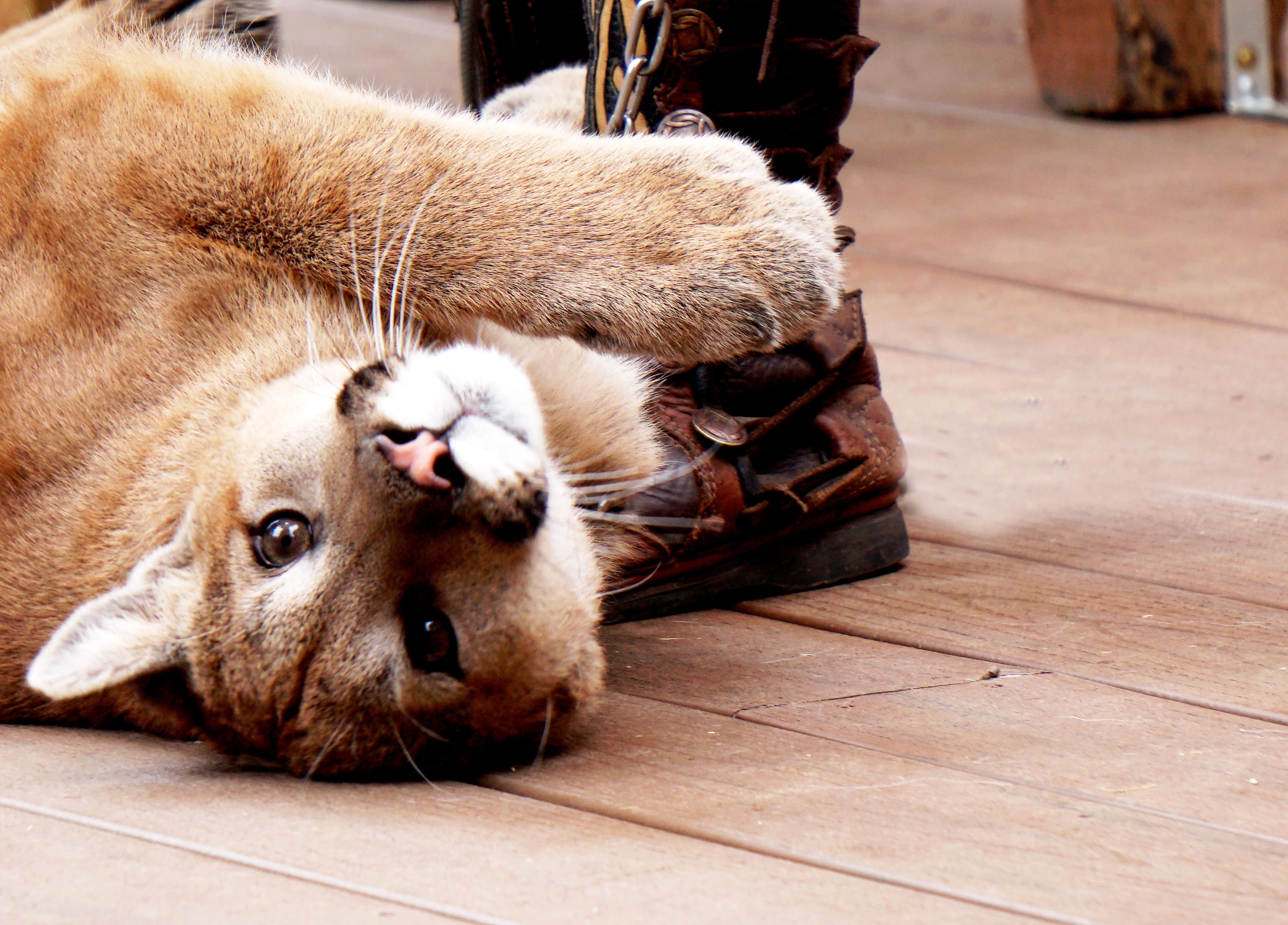 00-mountainlion-DSC01353
