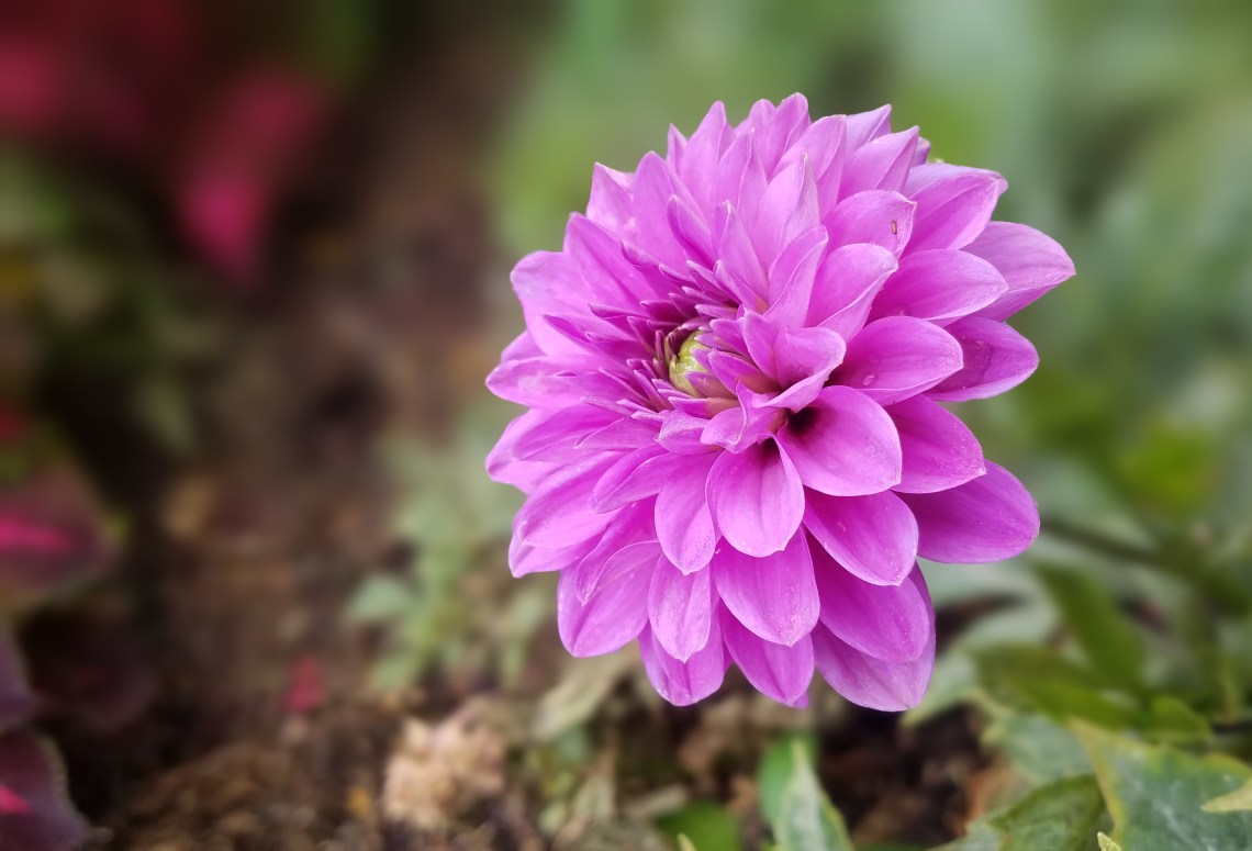 00-purple-Dahlia-20170916_142302_A