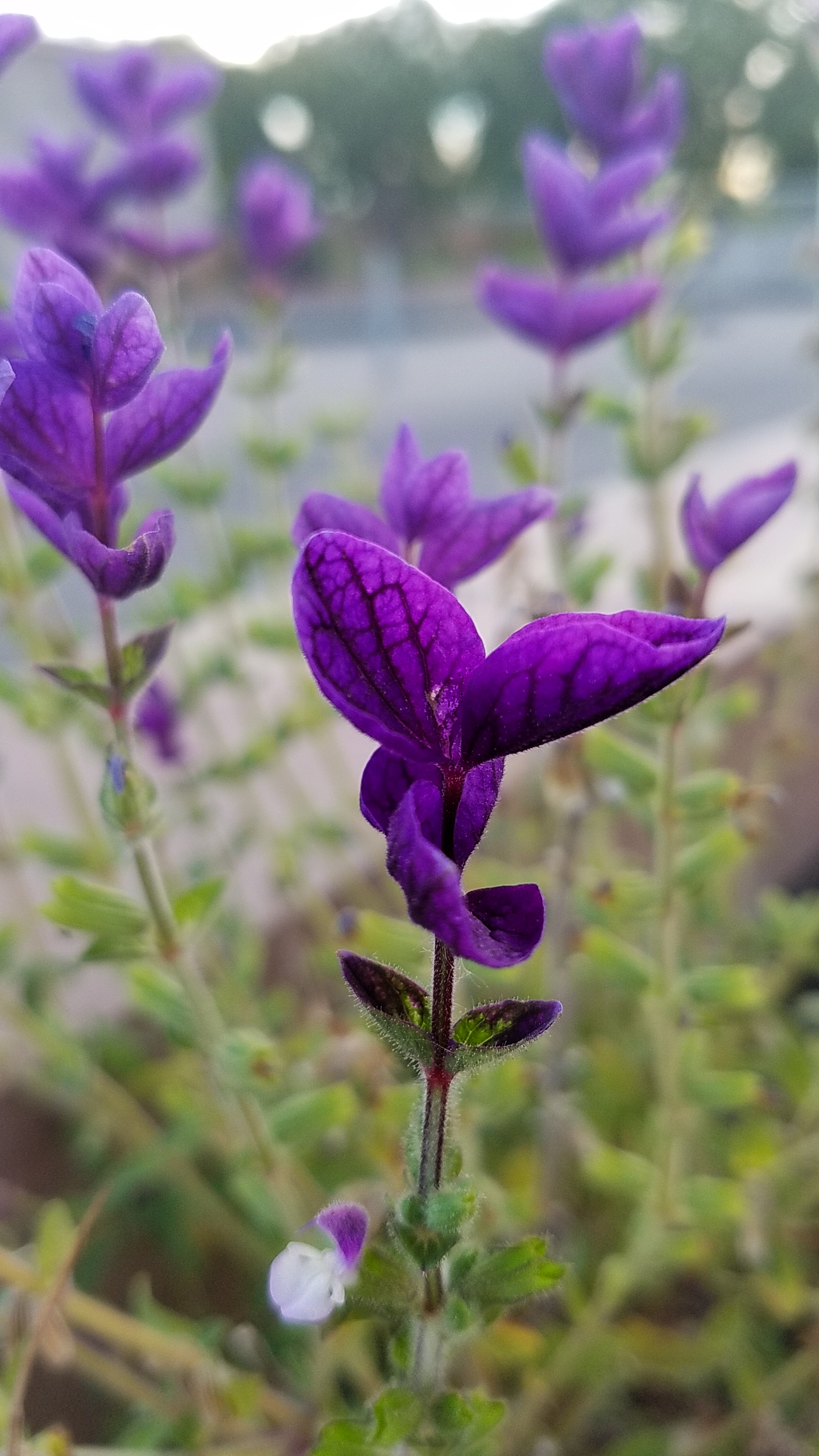 00-purple-flower-20161105_082929_A