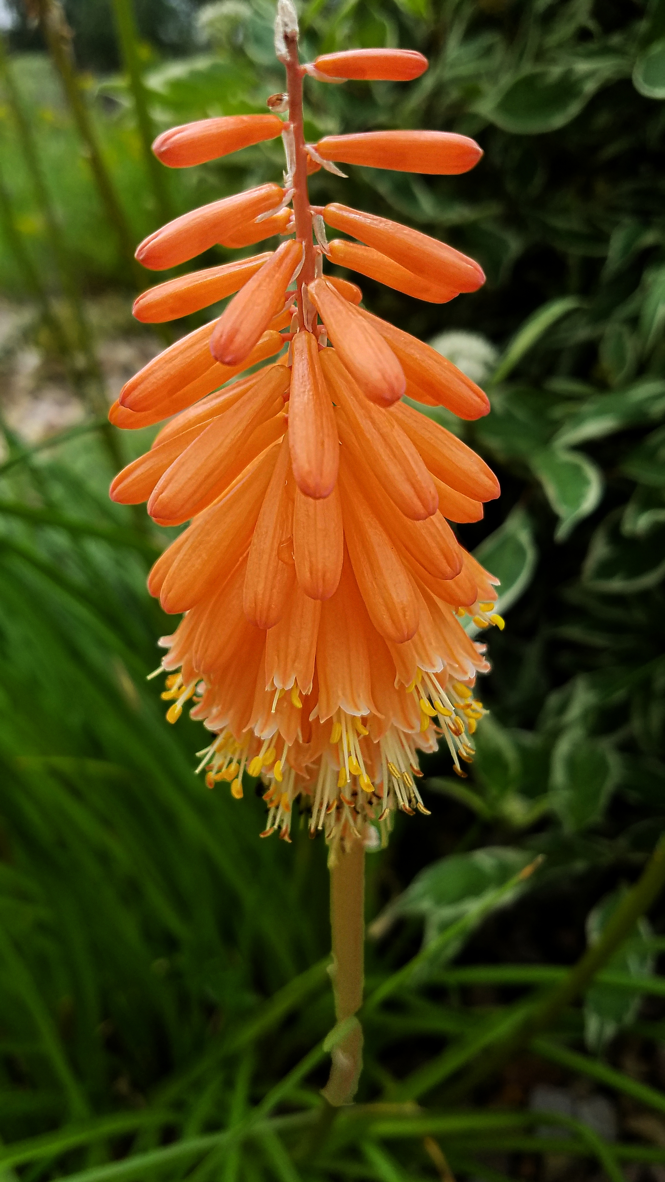 00-RedHotPoker-Kniphofia-20170916_125744_A