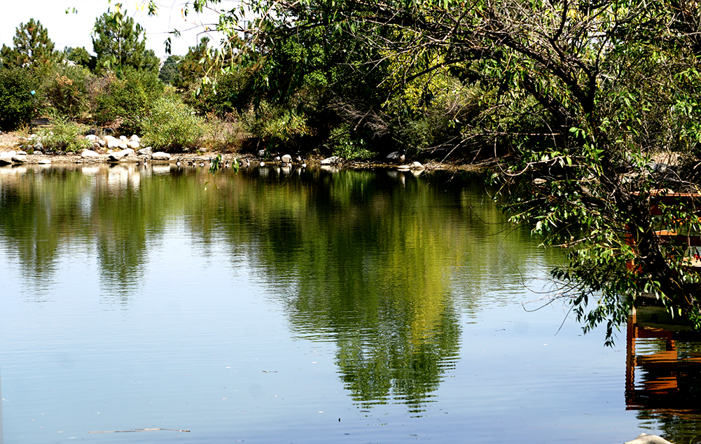 Sunday Trees –&nbsp;306