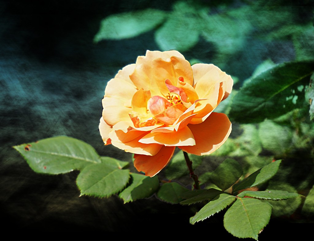 Flower of the Day – October 1,&nbsp;2017-Rose