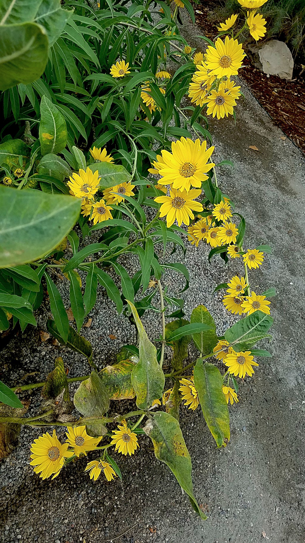 Flower of the Day – September 17, 2017-&nbsp;Sunflower