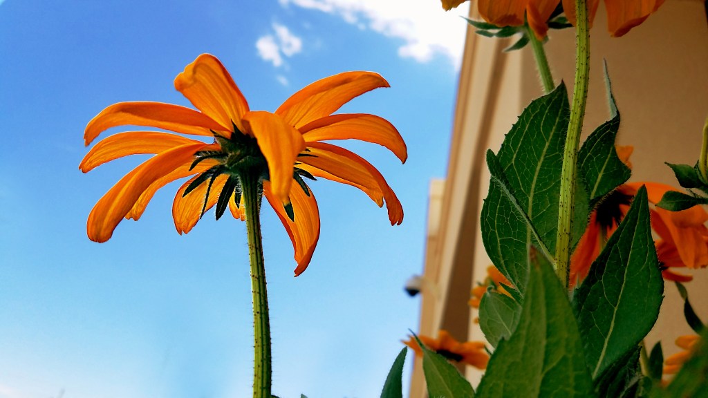 Flower of the Day – September 8, 2017 – More&nbsp;Orange