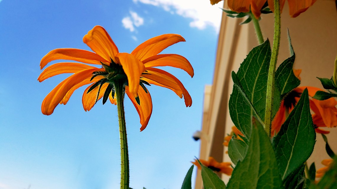 01-20170826_113854_35987435834_o_A