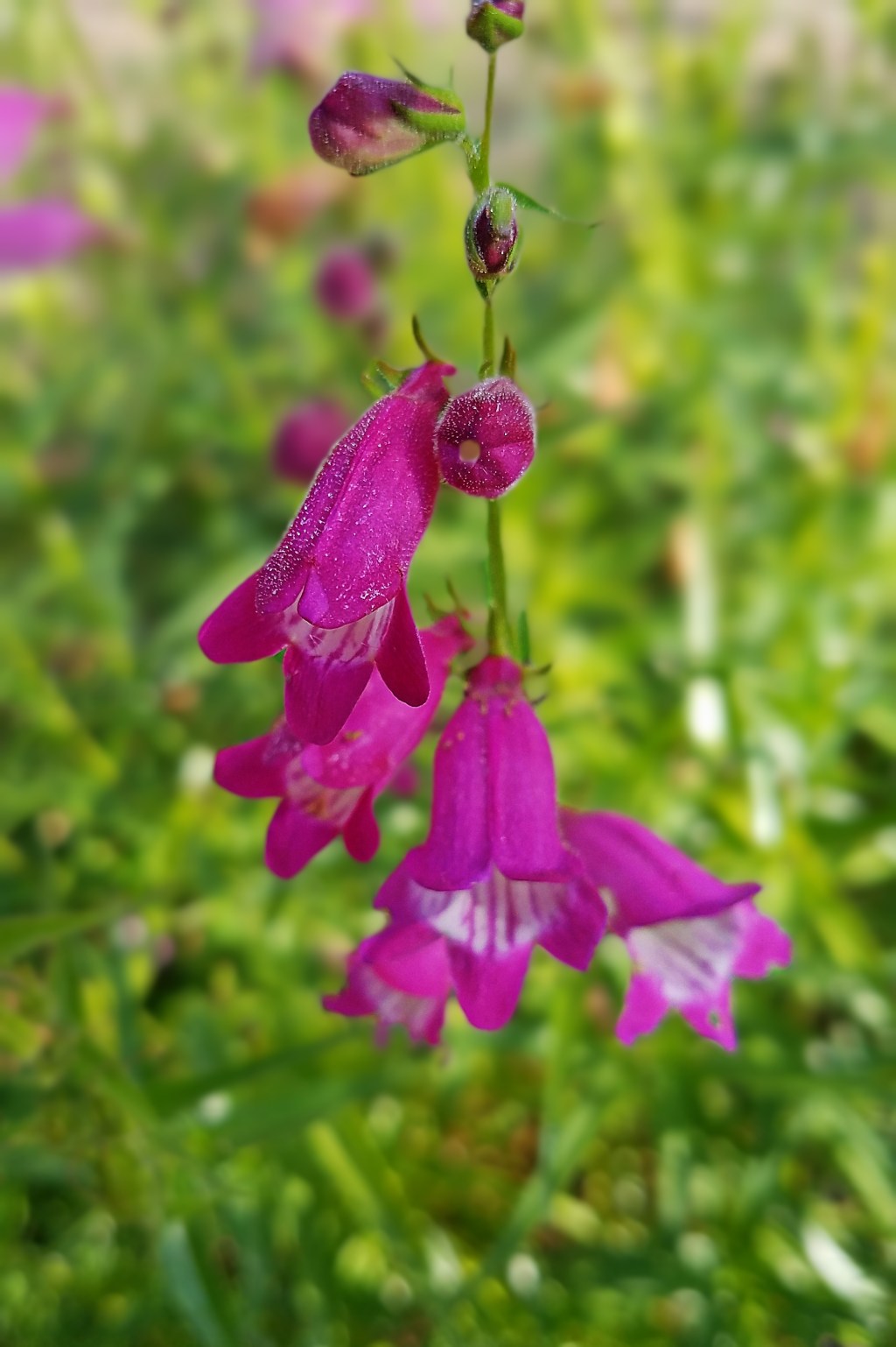Flower of the Day – September 11,&nbsp;2017