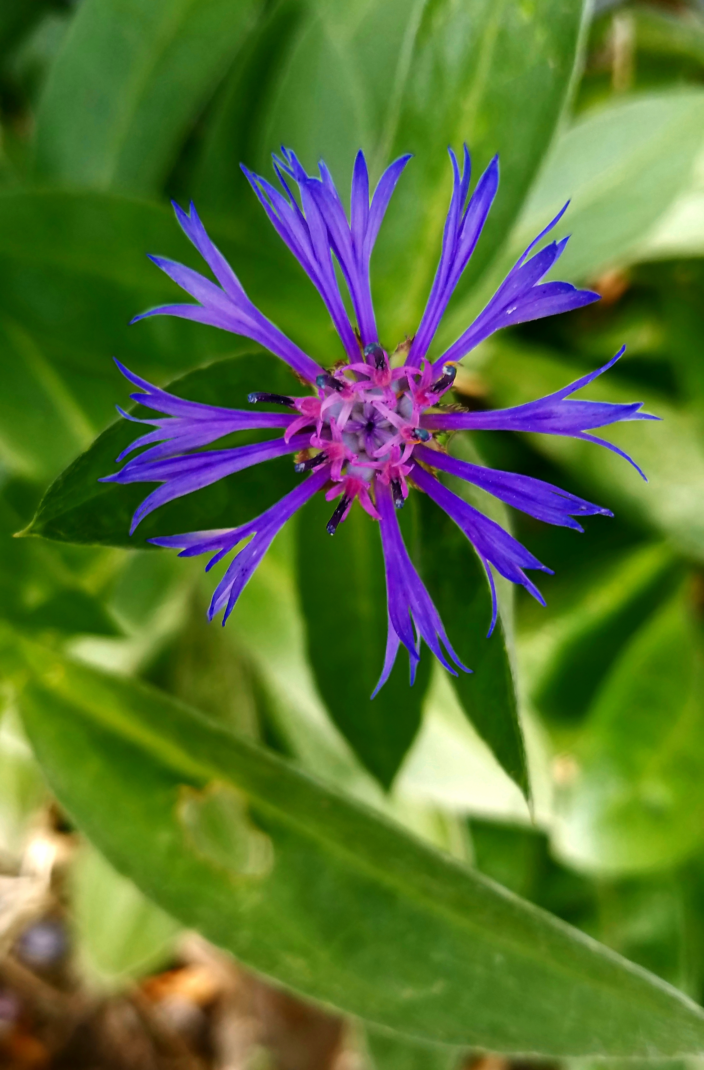 01-blueflower-09112017_A