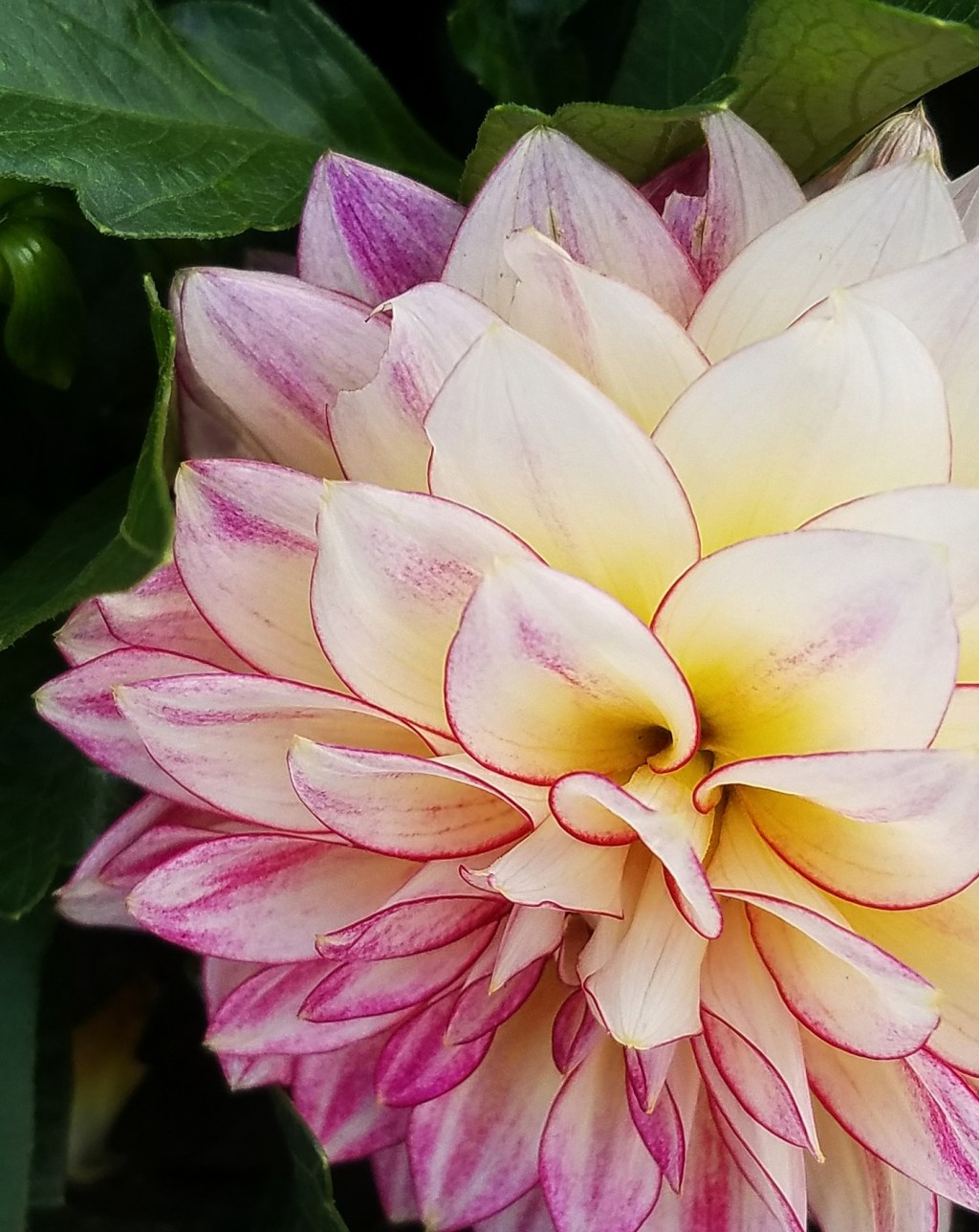 Flower of the Day – September 18,&nbsp;2017-Dahlia