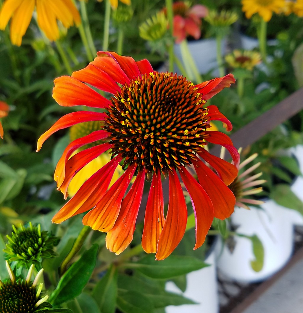 Flower of the Day – September 9,&nbsp;2017