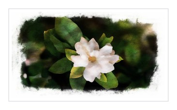 03-gardenia-venice_20150617_022_A