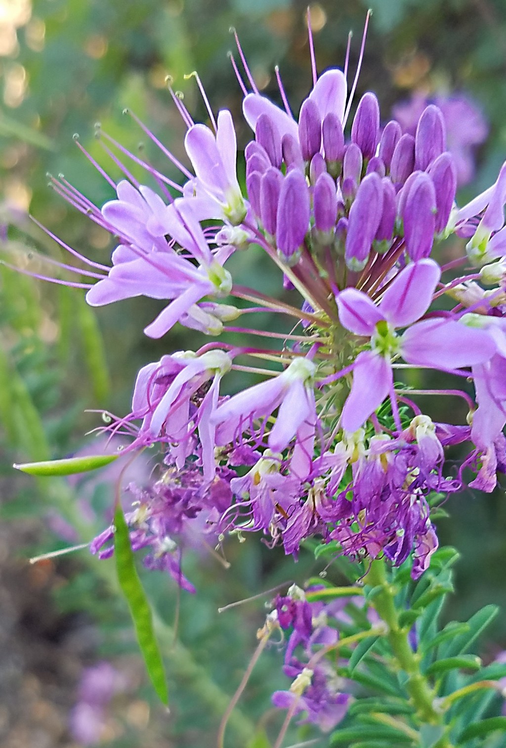 Flower of the Day – September 30, 2017-Lily of the&nbsp;Nile