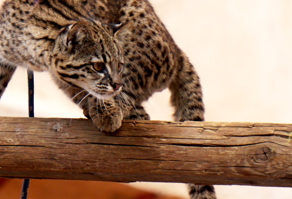 Daily Prompt –&nbsp;Focus