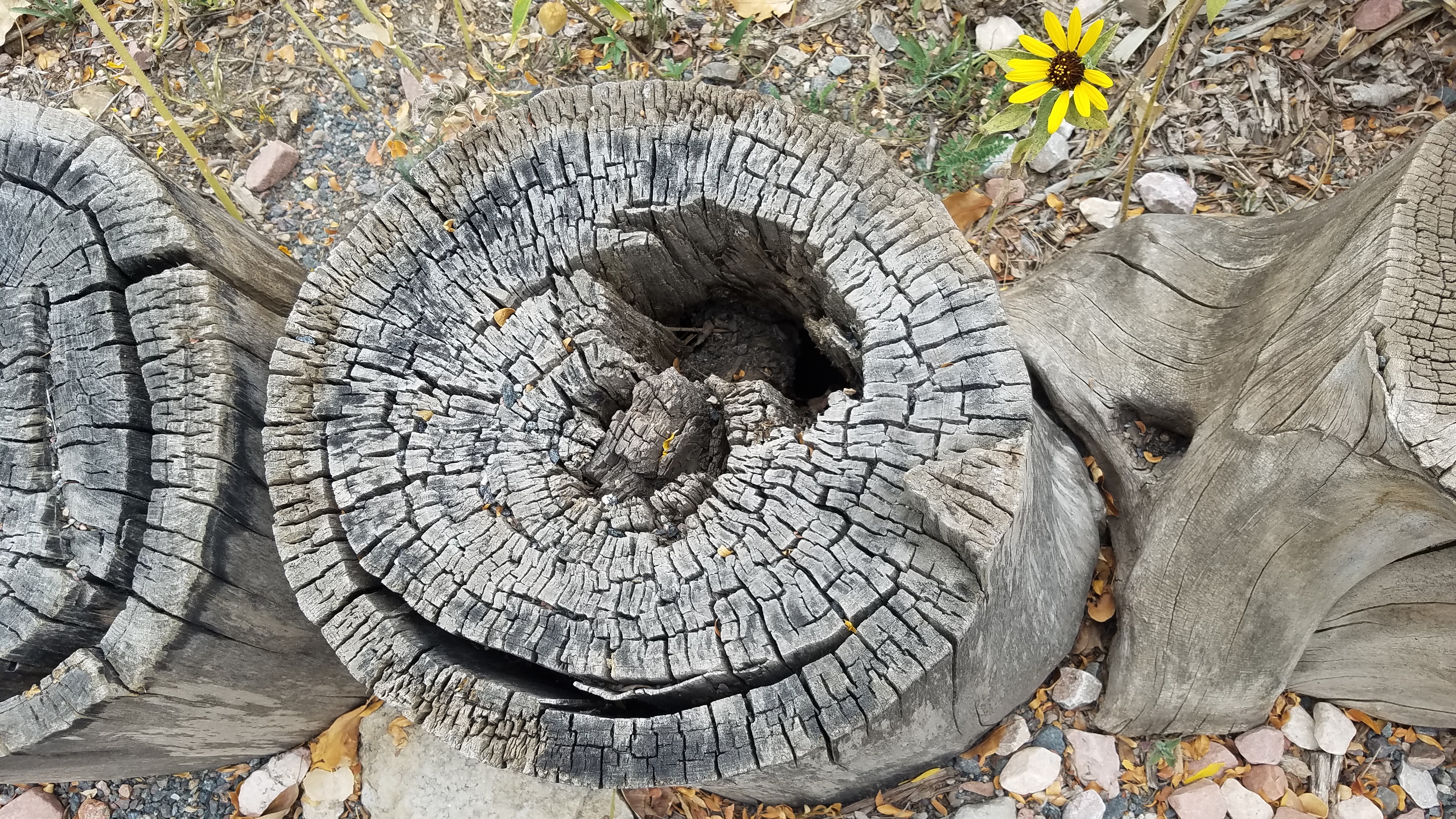 treestump-20170916_131813_A