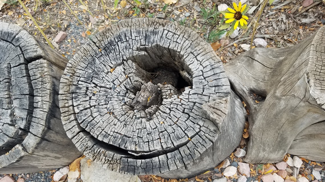 treestump-20170916_131813_A