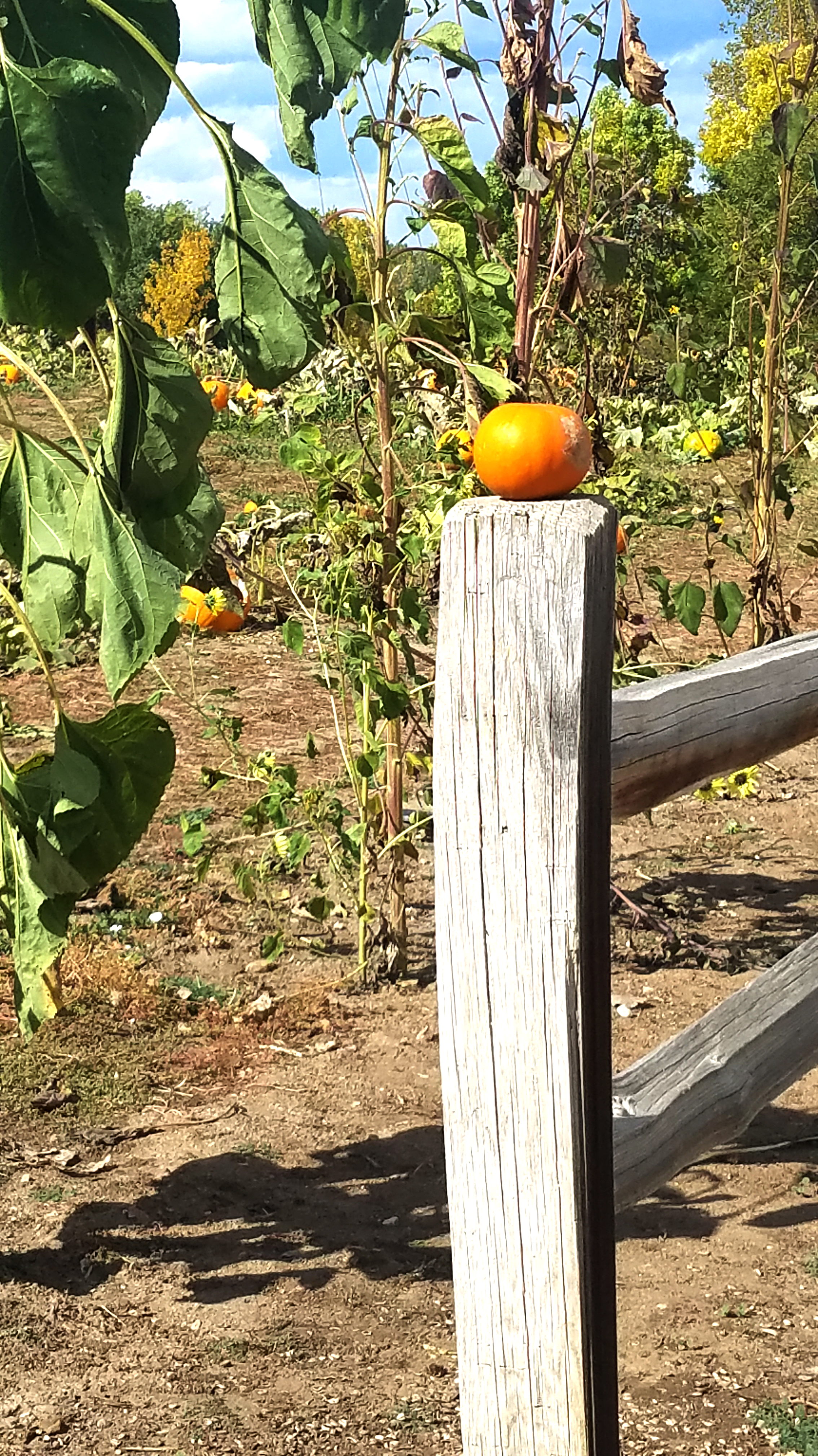 0-October Mundane-20171001_145452_37181899770_o.jpg