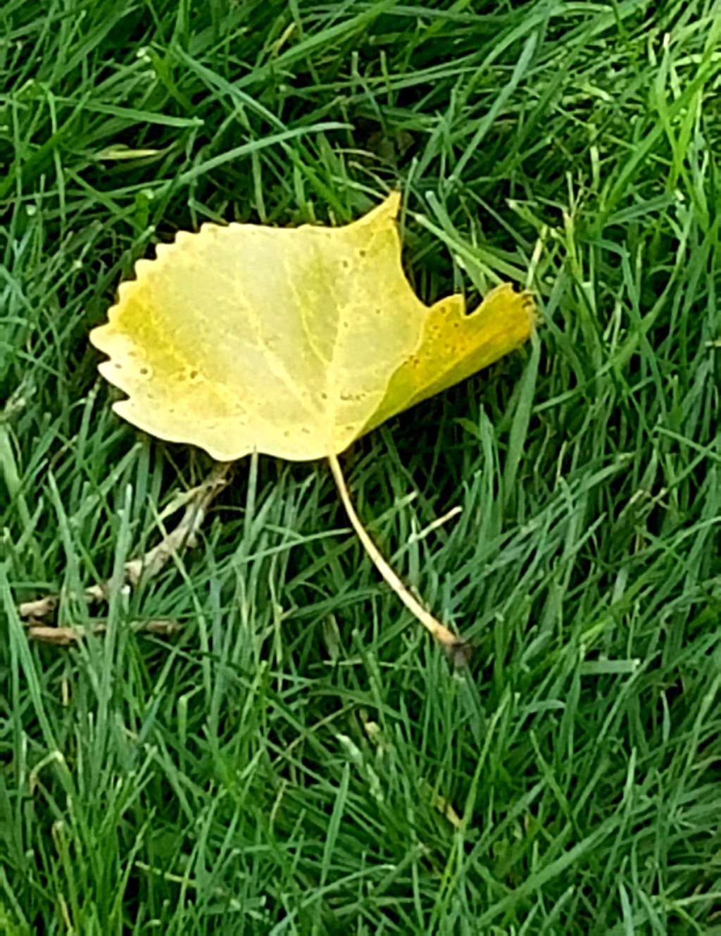 The Aspen are&nbsp;turning…