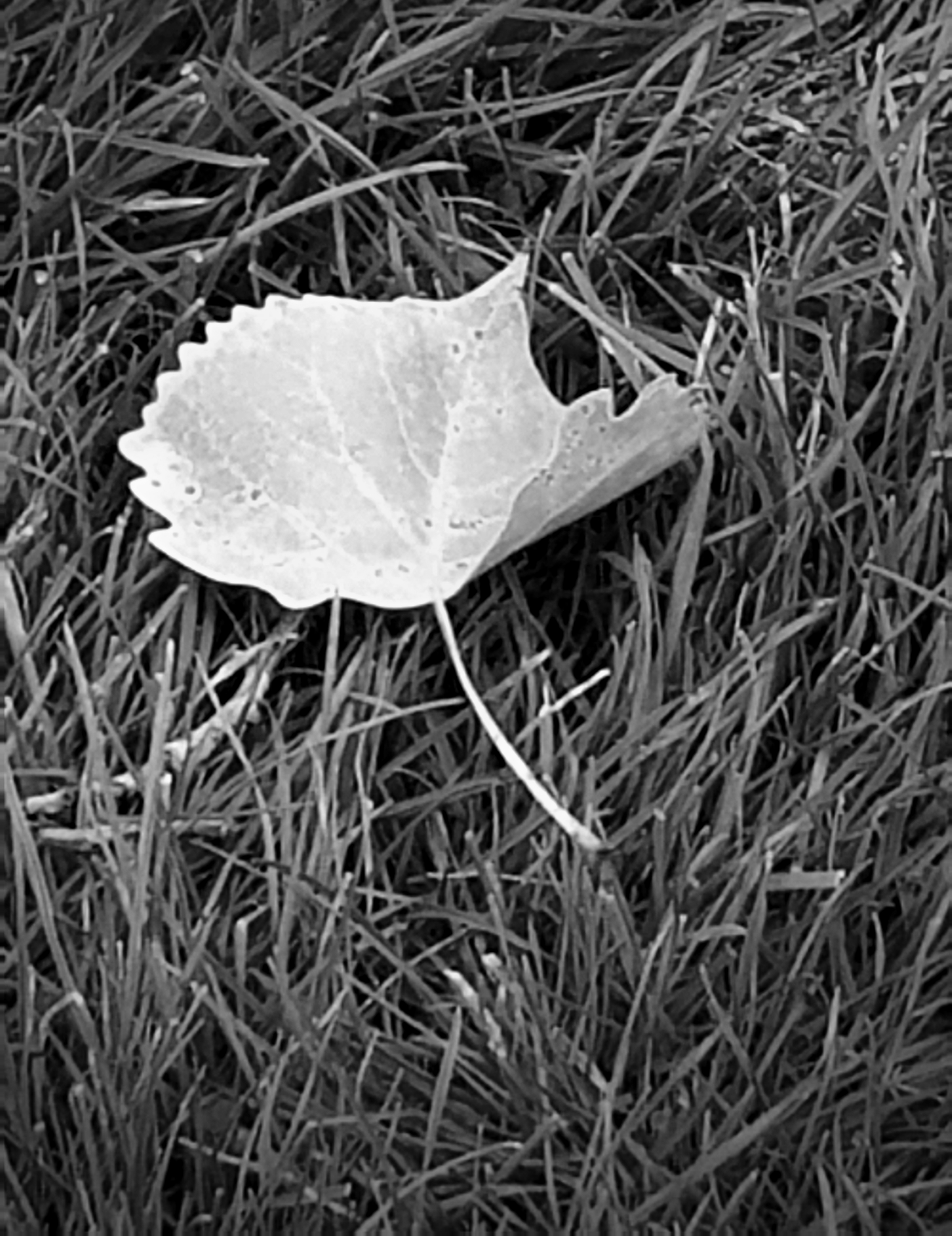 00-Aspen-20171001_144514_37181891160_o_pe