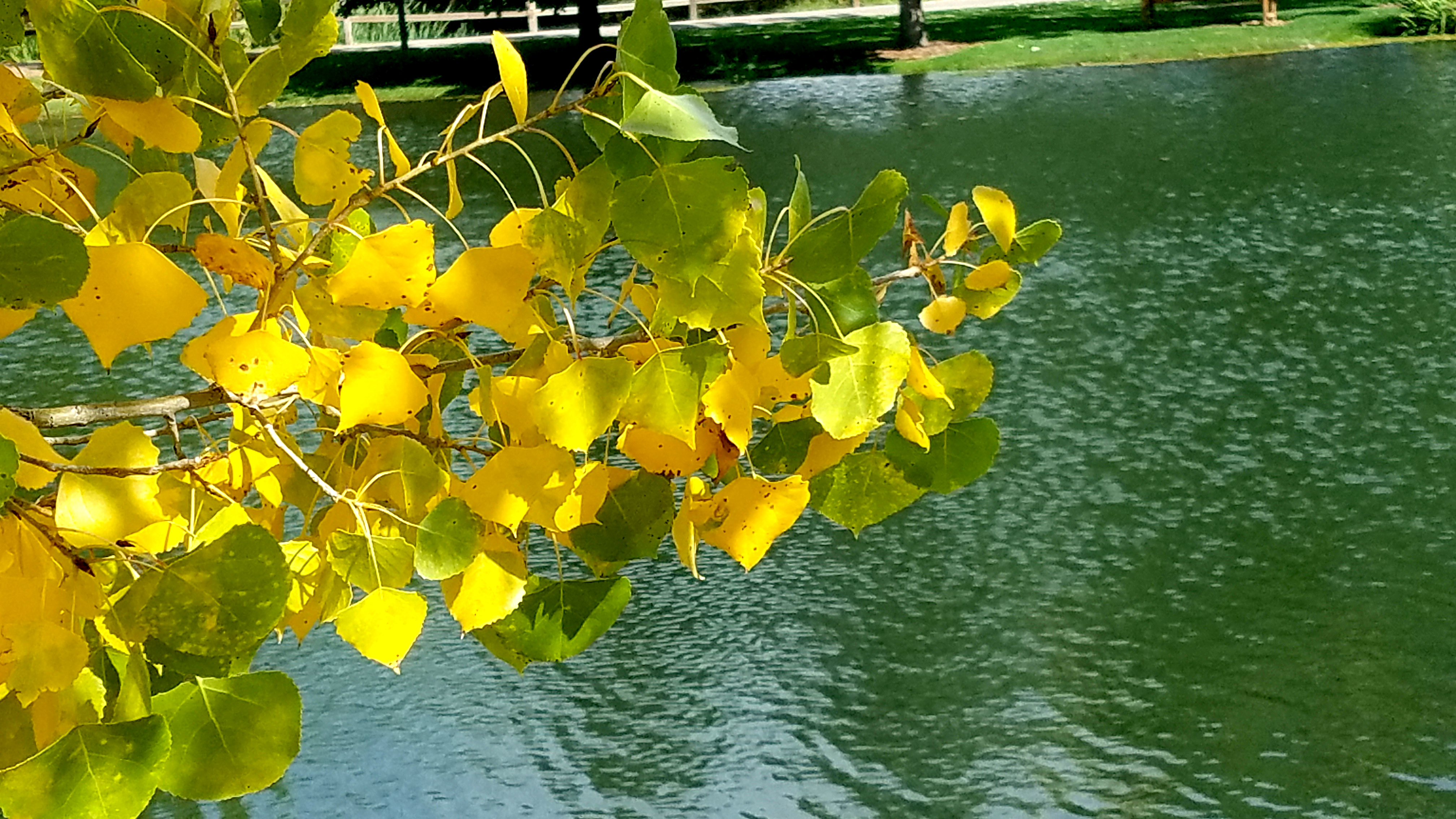 00-Aspen-20171001_145551_37439164831_o