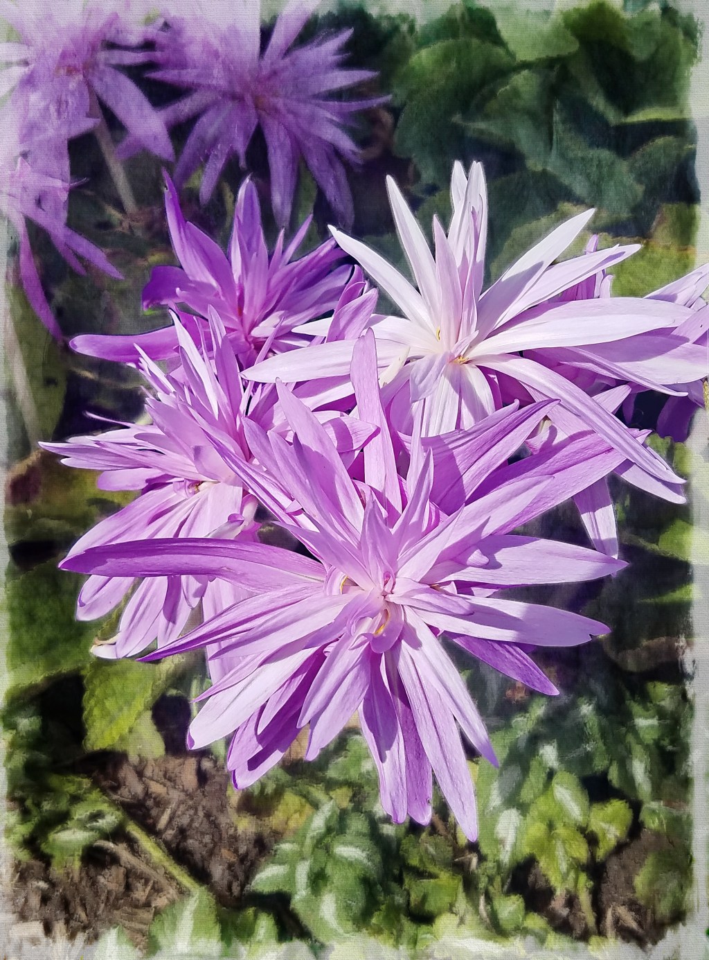 Flower of the Day – October 26,&nbsp;2017-Aster