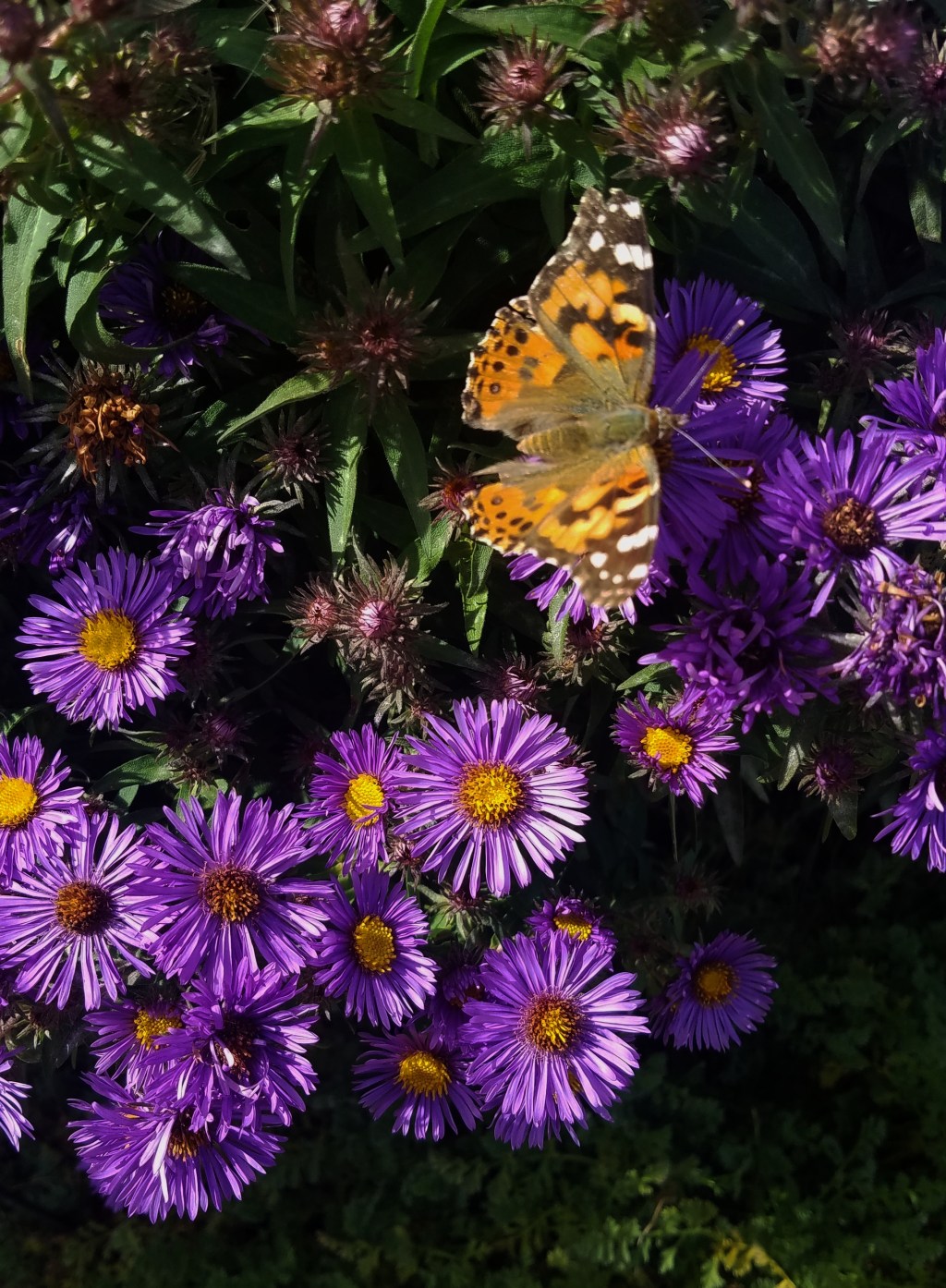 Flower of the Day – October 13,&nbsp;2017-Aster