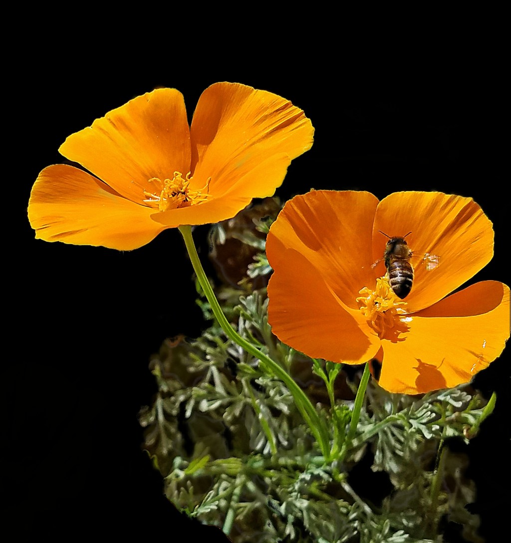 Flower of the Day – October 14,&nbsp;2017